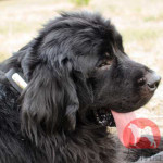 ニューファンドランド　首輪　迷子札付き