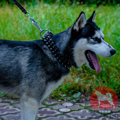 犬　首輪　ネームプレート