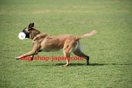 犬　トレーニング　ダンベル