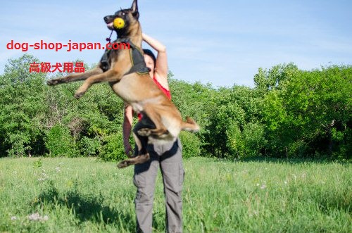 犬　ゴムボール