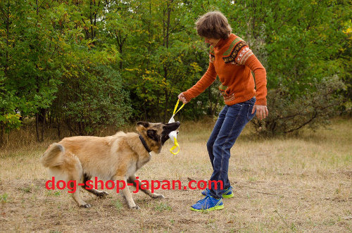 大型犬　壊れないおもちゃ