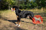 スイスマウンテンドッグに合う犬用ハーネス スイスマウンテンドッグに合う犬用ハーネス
