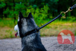 犬 しつけ チョークカラー 本革製 犬 しつけ チョークカラー 本革製