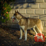 犬 チョーク首輪 ヌメ革チョーカー 犬 チョーク首輪 ヌメ革チョーカー