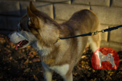 ハスキー　犬用品　販売