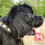 大型犬　デコ首輪　おしゃれなプレート付き　40mm