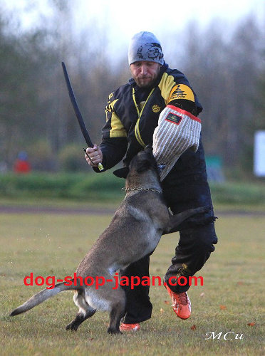 犬　ドッグ　スール