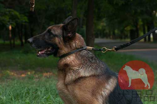 大型犬　チョーク首輪