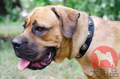 大型犬　首輪　ナイロン