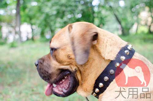 大型犬　首輪　ナイロン