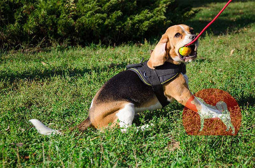 犬　ハーネス　ナイロン