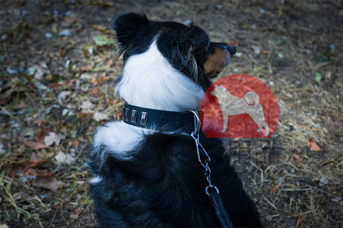 大型犬　首輪