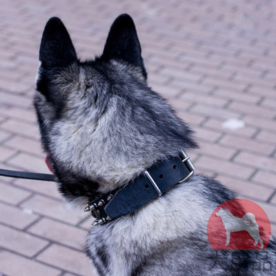 柔らかい　犬　の　首輪