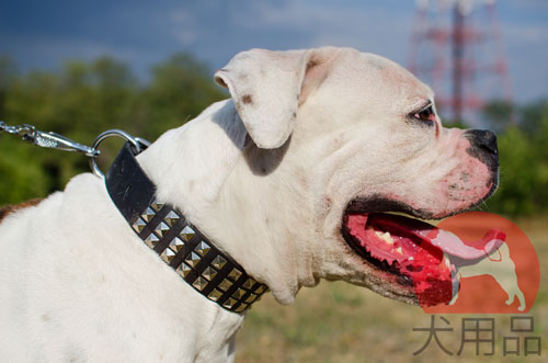 アメリカンブルドッグ用かっこいい首輪