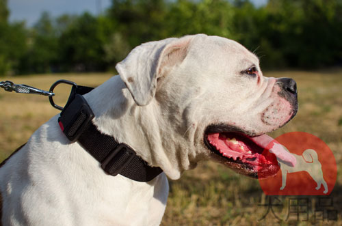 アメブル　ワンタッチバックル付きナイロン首輪