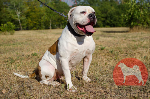 アメブル用幅広い首輪(50mm)