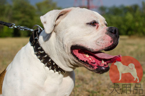 アメリカンブルドッグ用ハーネス