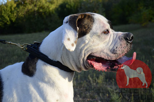 アメブル　首輪　本革　三つ編スタイル
