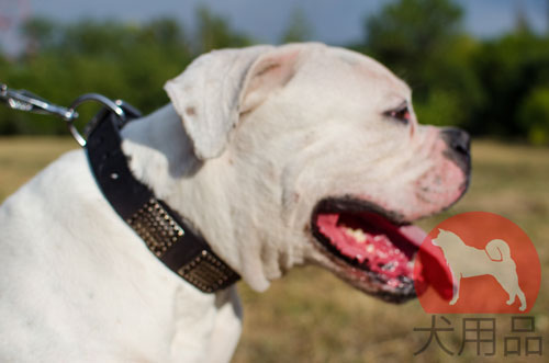 アメリカンブルドッグ　デザイン首輪