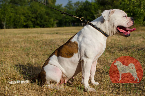 大型犬　スリップカラー