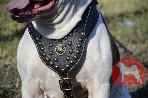 アメリカンブルドッグ　ハーネス　デザイン