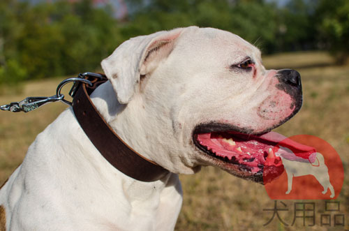 アメブル用シンプルレザーカラー　38mm