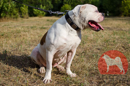 アメリカンブルドッグ　首輪　プレート