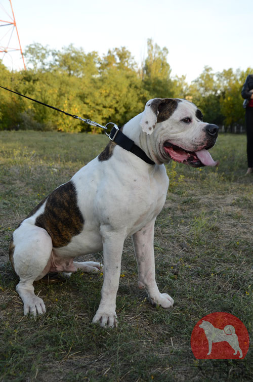 アメブル用ナイロン首輪