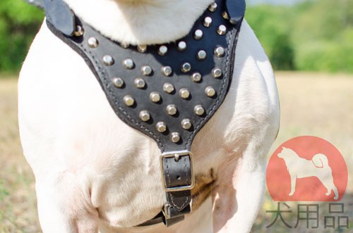 アメリカンブルドッグ　ハーネス　スタッズ付