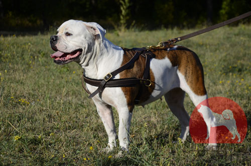 アメリカンブルドッグ　ウェイトプルハーネス