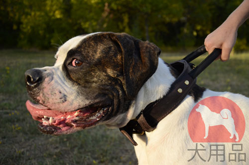 大型犬用首輪　コントロールハンドル付