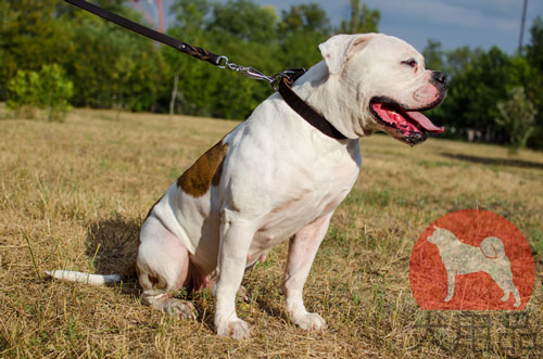 アメリカンブルドッグ　首輪　シンプル　25mm