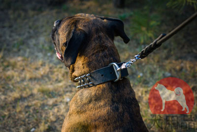 大型犬用首輪　スパイクと丸型スタッズ