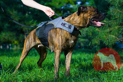 大型犬用介護用ハーネス