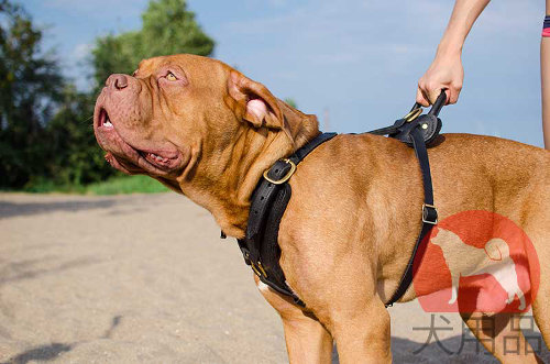 犬用ハーネス│ボルドー・マスティフ用通気性が良いハーネス - 閉じるために、画像をクリック