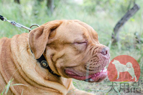 ナイロン首輪│ボルドー・マスティフ用コンチョ付首輪