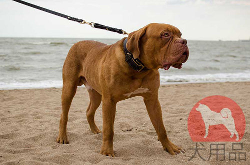 犬の首輪│ボルドーマスティフ用ナッパ首輪