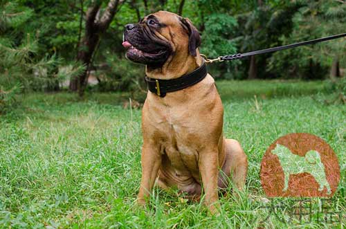 ブルマスティッフ　首輪 (二重革)