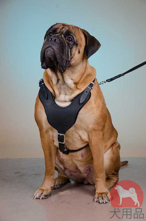 ブルマスティフ　ハーネス(攻撃用)