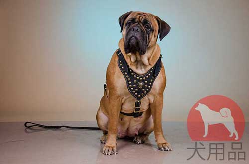 ブルマスティフ　ハーネス(ナッパ裏地)