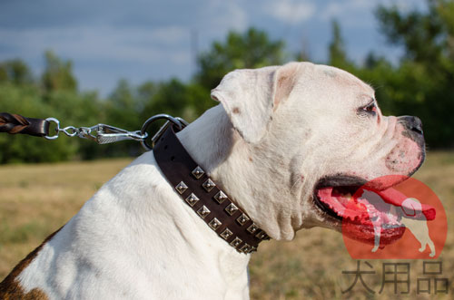 アメリカンブルドッグ　デコレーション首輪