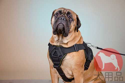 ブルマスティフ　ハーネス(プロ使用)