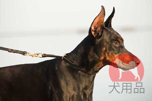 ドーベルマン用チョークカラー