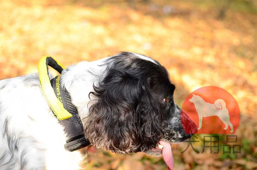 スパニエル用ナイロン首輪
