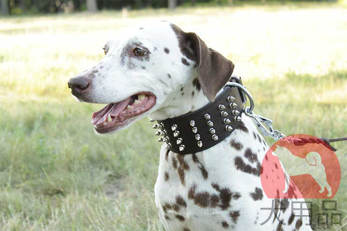 ダルメシアン　幅広首輪(70mm)