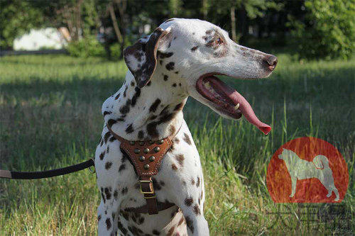 ダルメシアン　ハーネス　丸革