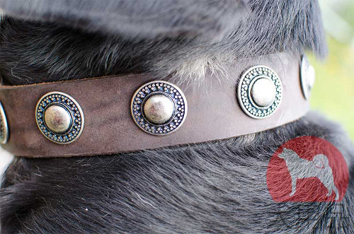 マウンテンドッグ用コンチョ付き首輪