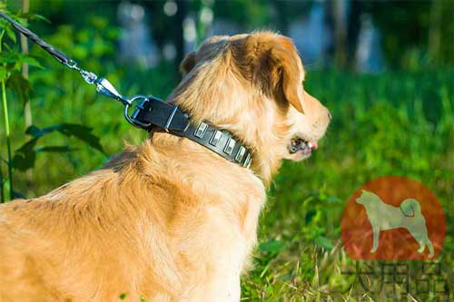 ゴールデンレトリバー　首輪(プレート付)