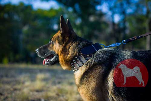 シェパード　首輪(幅広)