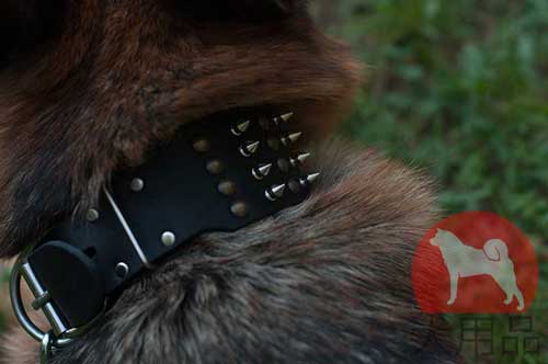 シェパード用幅広首輪(二種類飾り付)